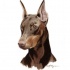 Bonny dark brown watercolor doberman tattoo design