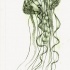Bonny green jellyfish tattoo design