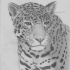 Bonny grey-ink pencilwork jaguar tattoo design