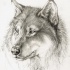 Bonny grey wolf portrait tattoo design