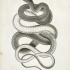 Calm long black-and-white curled reptile tattoo design