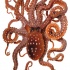 Charming brown upside down octopus tattoo design