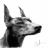 Charming grey-ink doberman tattoo design