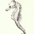 Charming grey-ink seahorse tattoo design
