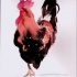 Charming red-and-black rooster tattoo design