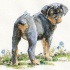 Charming rottweiler puppy with blue butterfly on tail tattoo design