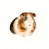 Charming white-and-brown watercolor rodent tattoo design