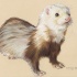Chic brown-and-white rodent tattoo design