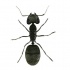 Cool black patterned ant tattoo design