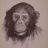 Cool realistic black-ink chimpanzee tattoo design