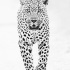 Cool realistic jaguar walking forward tattoo design