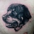 Tatuaje de rottweiler adorable en el pecho
