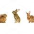 Cute realistic brown hares in different poses tattoo design