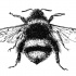 Cute uncolored bumble bee tattoo design