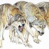 Dire yellow-and-brown hunting wolf flock tattoo design