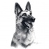 Exiting pencil-drawing german shepherd portrait tattoo design