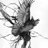 Falling raven on black splashes background tattoo design