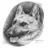 Fantastic grey-ink pencil-drawing german shepherd portrait tattoo design