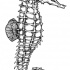 Fantastic uncolored seahorse tattoo design