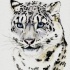 Fime blue-eyed snow leopard tattoo design