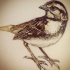 Fine static sparrow tattoo design