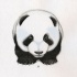 Funny panda baby walking forward tattoo design
