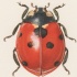 Gigant realistic ladybug tattoo design