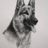 Good black-and-white german shepherd with open mouth tattoo design