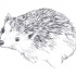 Good black-and-white hedgehog tattoo design by Itatt2