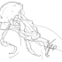 Good outline jellyfish tattoo design