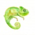 Good tiny green chameleon spy tattoo design