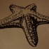 Gorgeous black-and-white volume starfish tattoo design