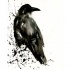 Gorgeous raven in lack splashes tattoo design