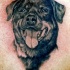 Tatuaje de cabeza de rottweiler afable