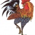 Great colored rooster tattoo design