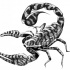 Great grey tiger-print scorpion tattoo design