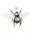 Great queen bee with crown tattoo design