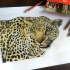 Great realistic colorful leopard tattoo design