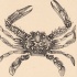 Grey-ink crab with white spots tattoo design