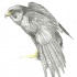 Grey sitting eagle with yellow beak and legs tattoo design