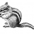 Grey striped rodent gnawling a nut tattoo design