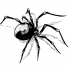 Huge black spider with shadow tattoo design by Black Spindl8