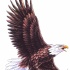Huge brown-and-white flying eagle tattoo design