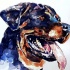 Impressive watercolor rottweiler head tattoo design