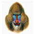 Kind multicolor baboon portrait tattoo design