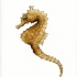 Light brown swimming seahorse tattoo design