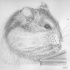 Light grey rodent tattoo design by Aladdinsfan