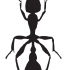 Long thin full-black ant tattoo design