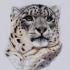 Lordy colorful snow leopard portrait tattoo design