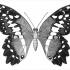 Lovely big dotwork butterfly tattoo design